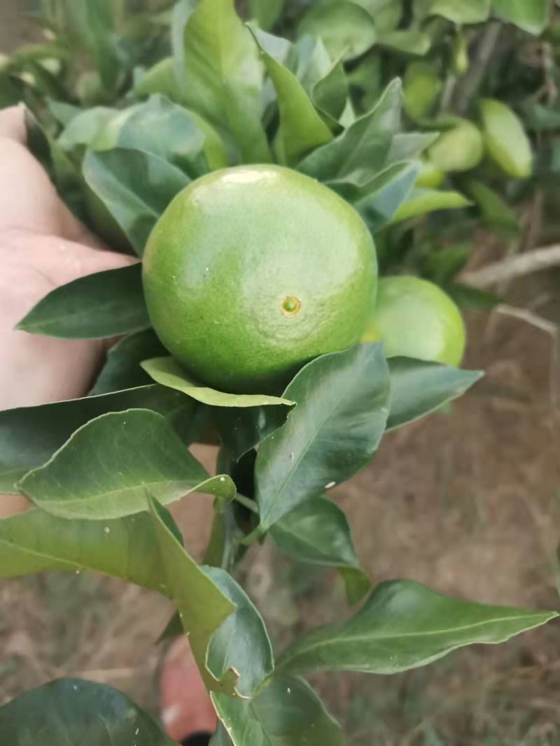 蜜桔，9月25号实拍