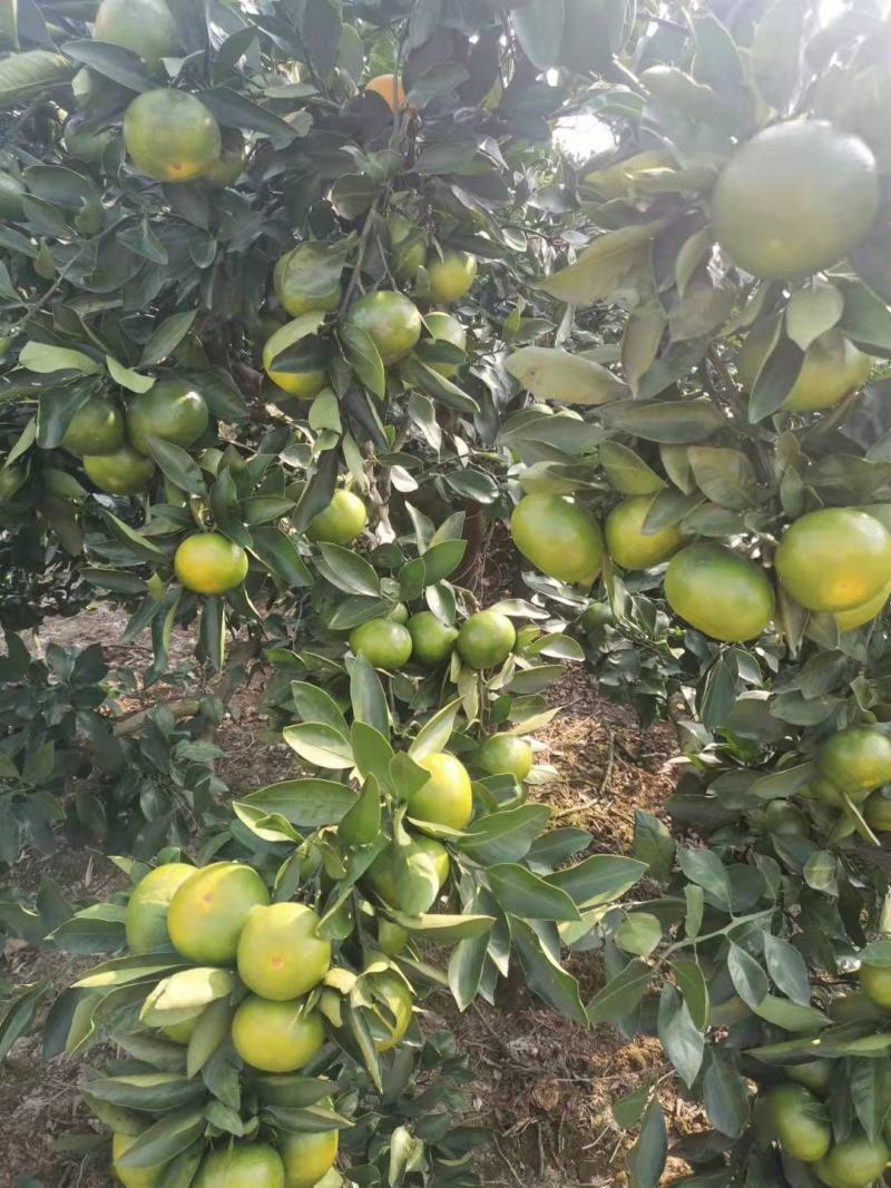 蜜桔，9月25号实拍