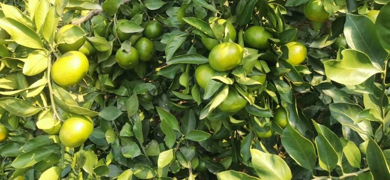 蜜桔，9月25号实拍
