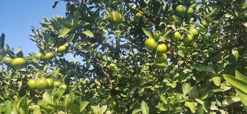 蜜桔，9月25号实拍