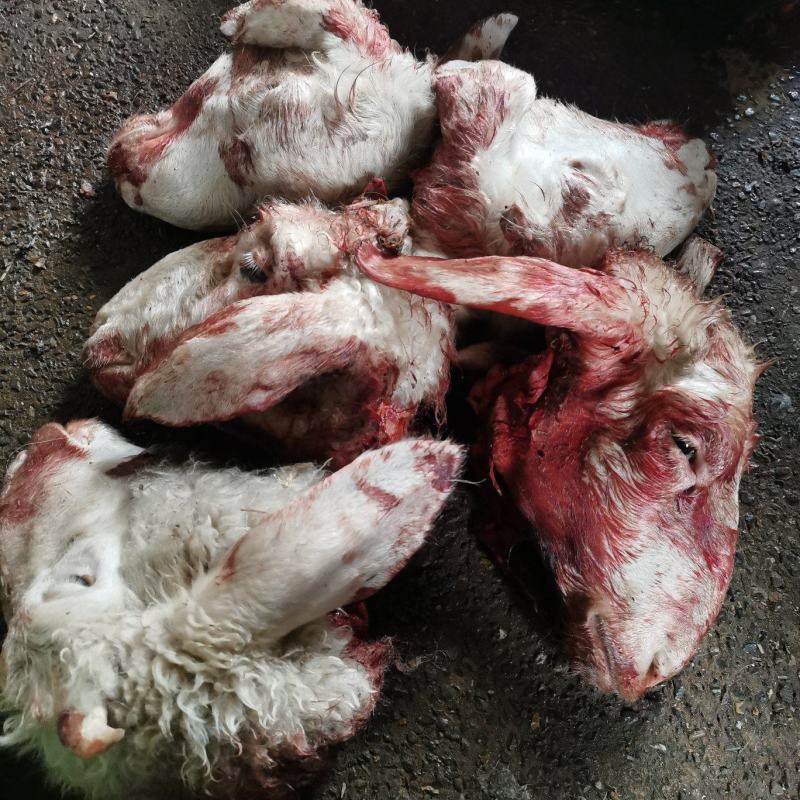 绵阳羊头，免清洗，货源充足，带毛去毛都全国发货，质量保证