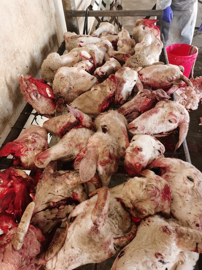 绵阳羊头，免清洗，货源充足，带毛去毛都全国发货，质量保证