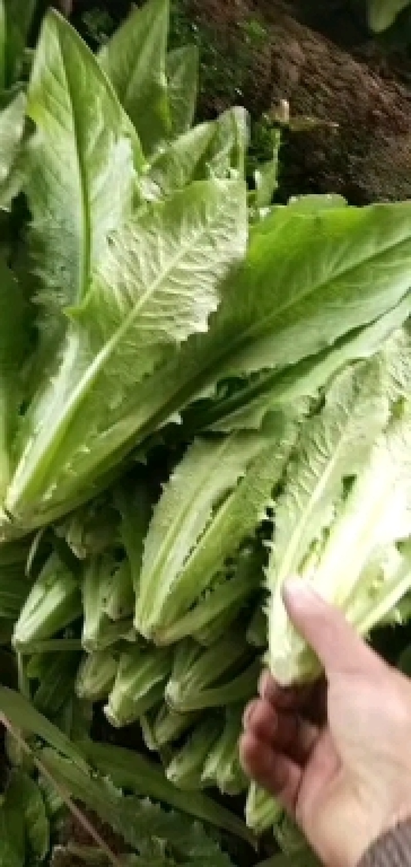 河北邯郸精品油麦菜，大量的货，诚信经营，欢迎实地考察