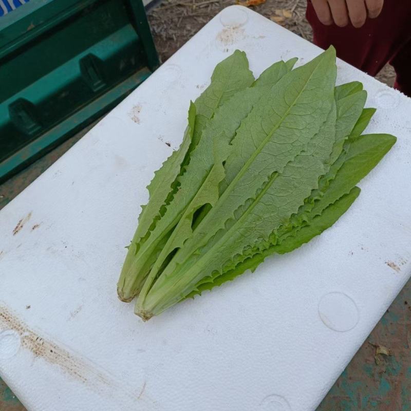 河北邯郸精品油麦菜，大量的货，诚信经营，欢迎实地考察