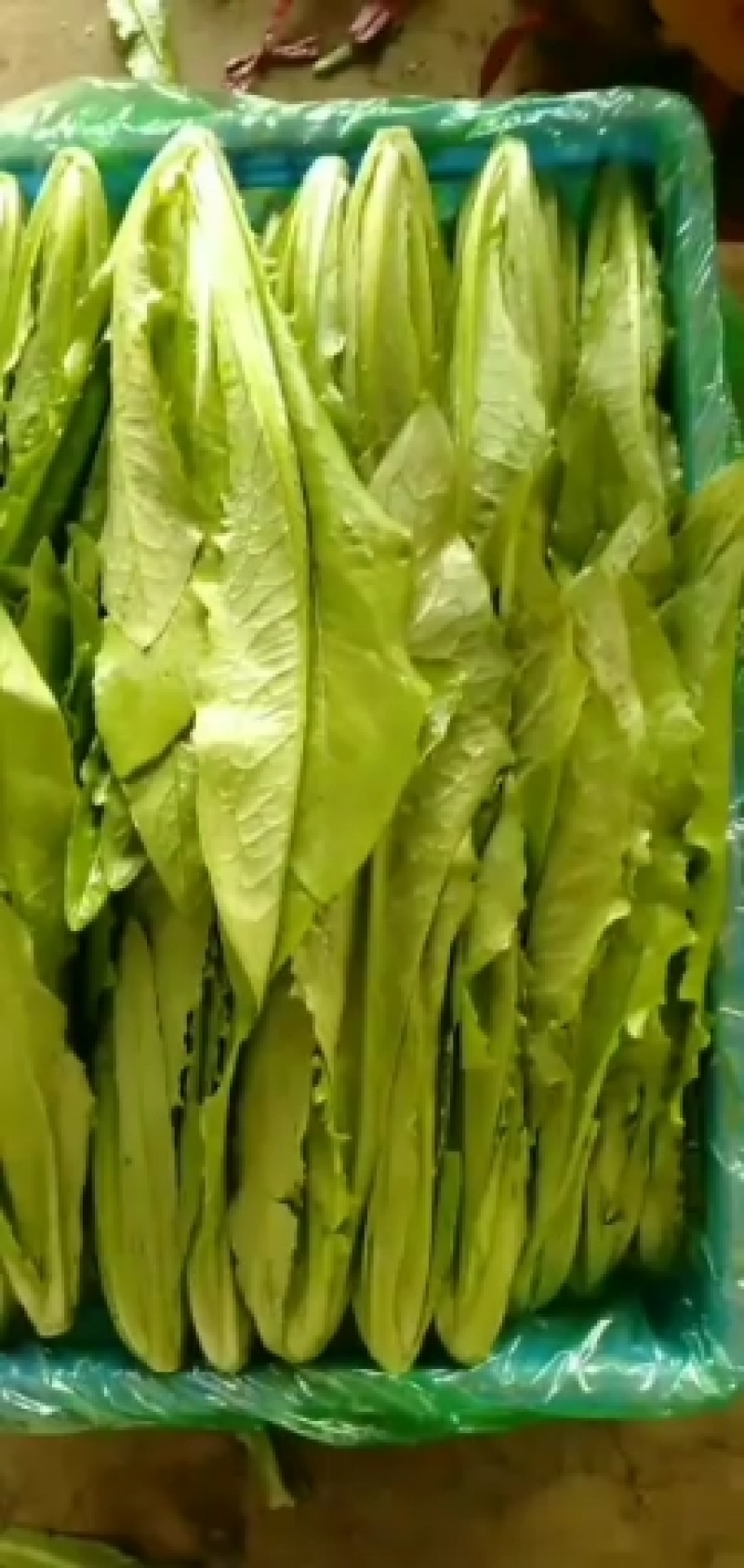 河北邯郸精品油麦菜，大量的货，诚信经营，欢迎实地考察
