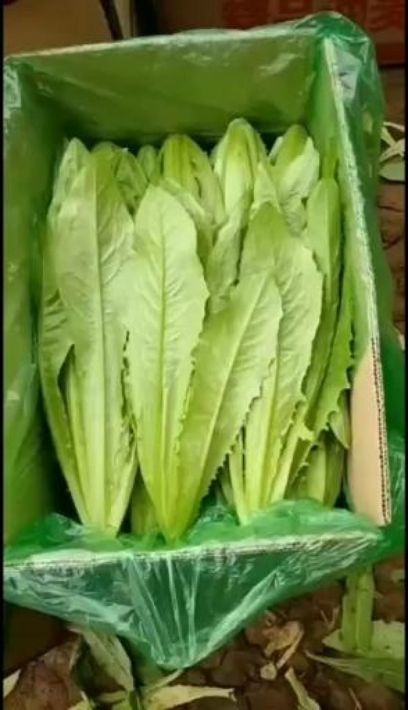 河北邯郸精品油麦菜，大量的货，诚信经营，欢迎实地考察