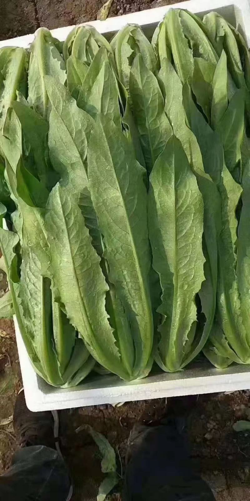 河北邯郸精品油麦菜，大量的货，诚信经营，欢迎实地考察