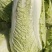精品大白菜，诚信代收，货源充足，全国代发。物美价廉