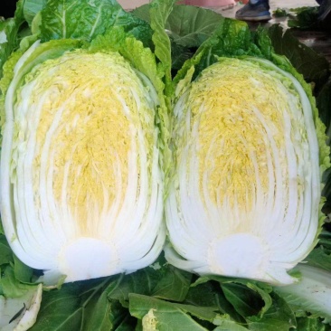 精品白菜，黄心大白菜，产地直发，大量供应，一手货源，保质