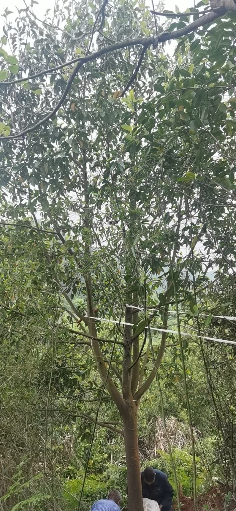 大量8-12公分深山含笑低价供应园林景观绿化造林苗木