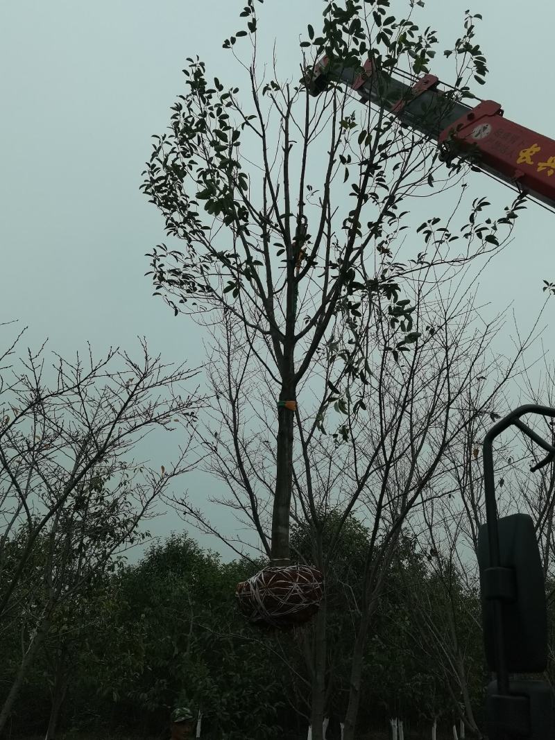 大量8-12公分深山含笑低价供应园林景观绿化造林苗木