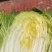 精品白菜，黄心大白菜，产地直发，大量供应，一手货源，保质