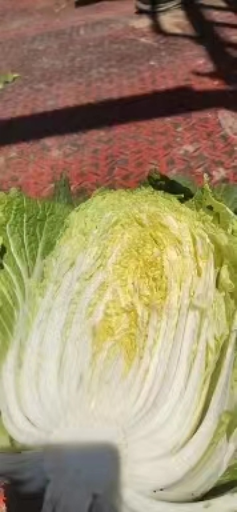 精品白菜，黄心大白菜，产地直发，大量供应，一手货源，保质