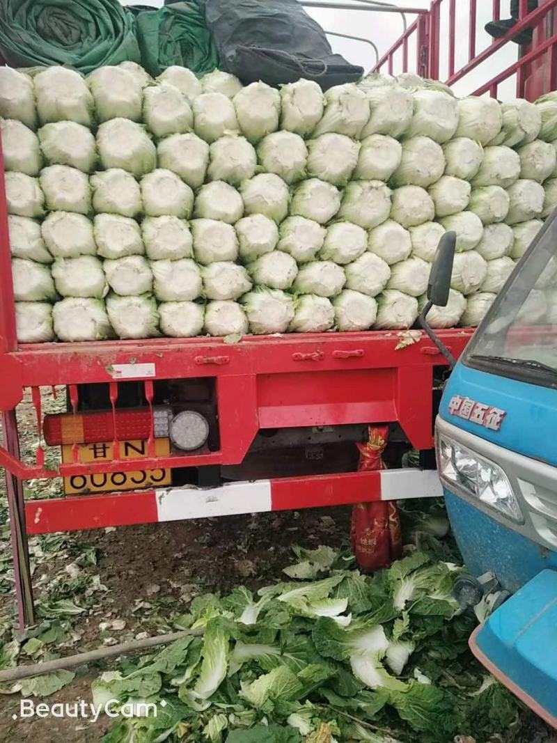 精品白菜，黄心大白菜，产地直发，大量供应，一手货源，保质