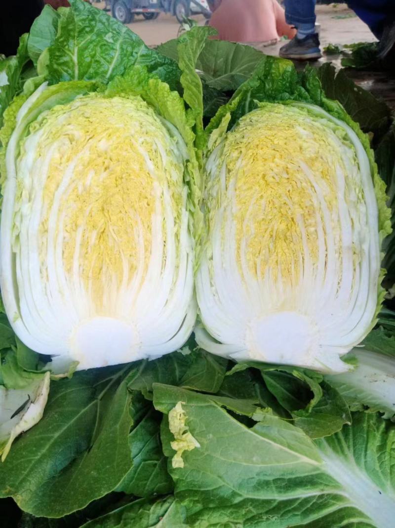 精品白菜，黄心大白菜，产地直发，大量供应，一手货源，保质