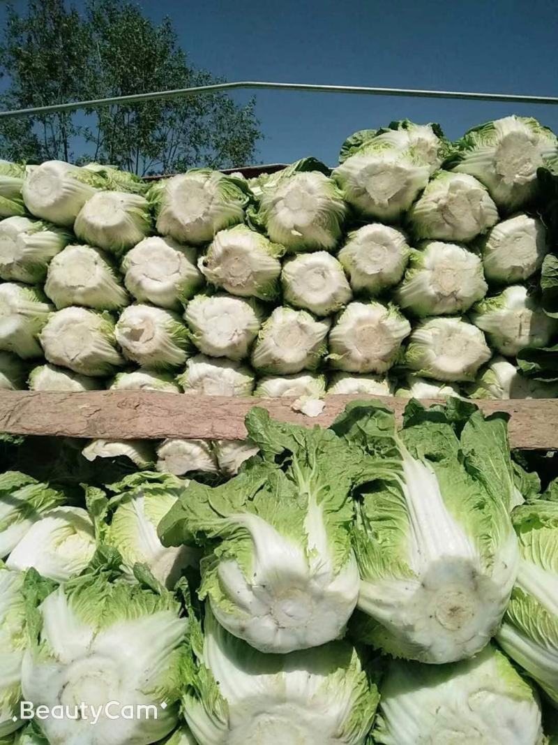 精品白菜，黄心大白菜，产地直发，大量供应，一手货源，保质