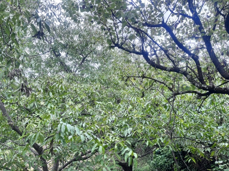 原生态纸壳核桃，自家核桃不多1吨左右