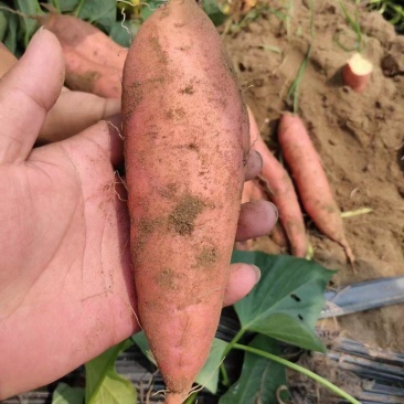 饶阳龙薯九专业代办诚信经营大量有货产地直发