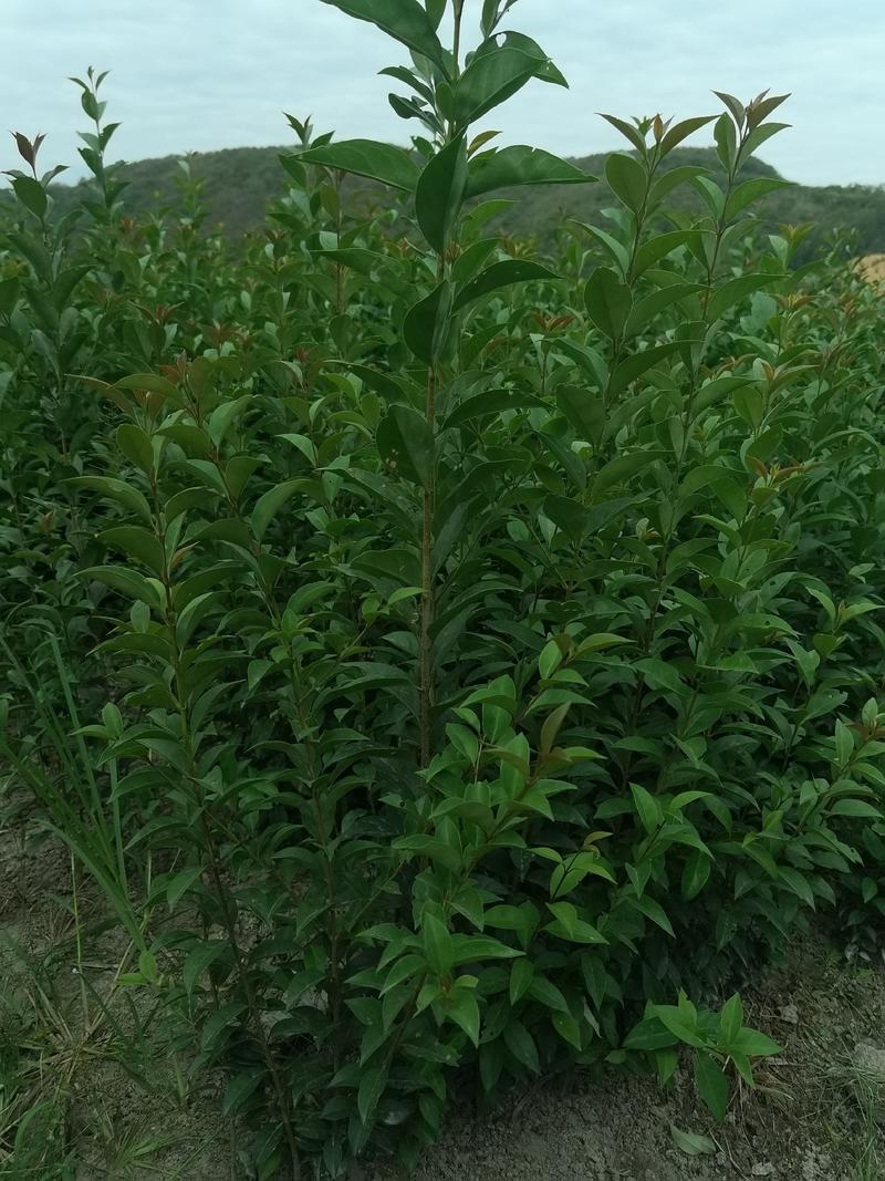 一年生大叶女贞小苗大量供应园林景观绿化造林苗木