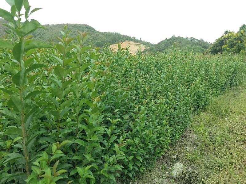 一年生大叶女贞小苗大量供应园林景观绿化造林苗木