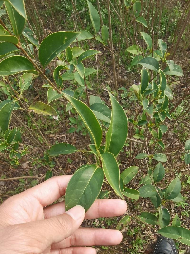 一年生大叶女贞小苗大量供应园林景观绿化造林苗木