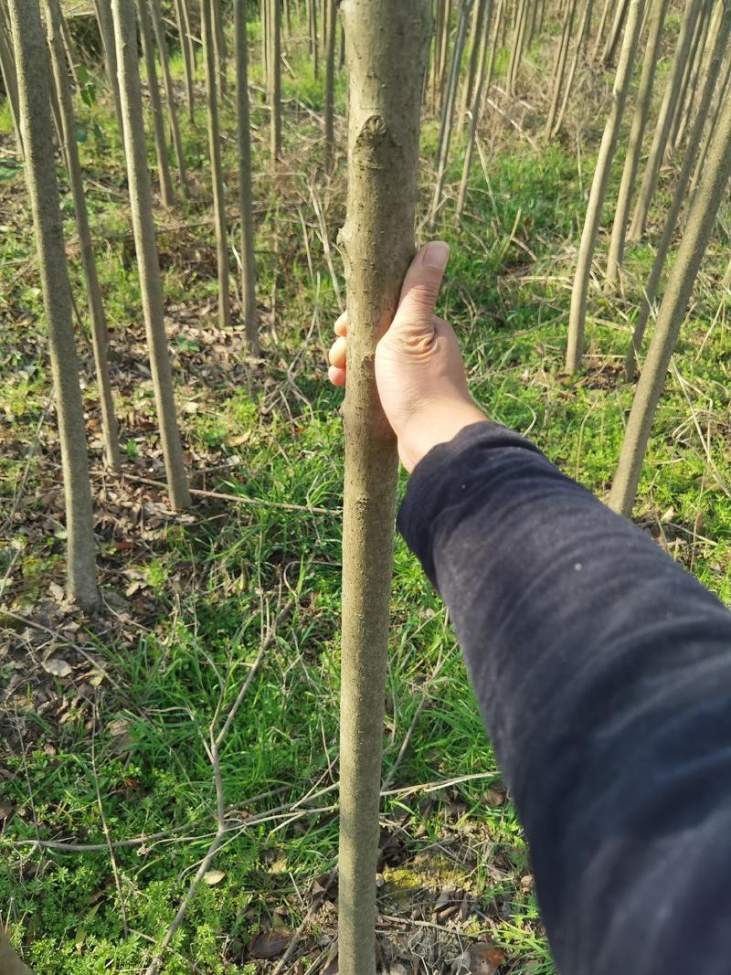 一年生大叶女贞小苗大量供应园林景观绿化造林苗木