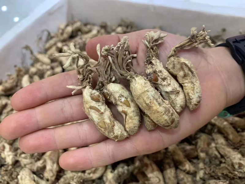 南方虫草金蝉花纯野生全干无硫煲汤非常鲜美