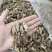 南方虫草金蝉花纯野生全干无硫煲汤非常鲜美