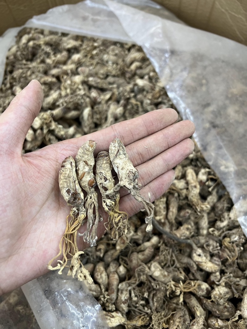 南方虫草金蝉花纯野生全干无硫煲汤非常鲜美