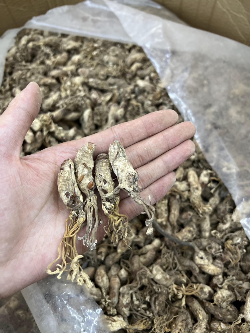 南方虫草金蝉花纯野生全干无硫煲汤非常鲜美