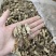 南方虫草金蝉花纯野生全干无硫煲汤非常鲜美
