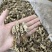 南方虫草金蝉花纯野生全干无硫煲汤非常鲜美