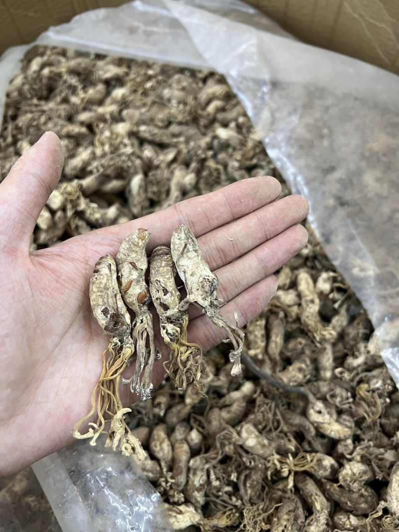 南方虫草金蝉花纯野生全干无硫煲汤非常鲜美