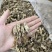 南方虫草金蝉花纯野生全干无硫煲汤非常鲜美