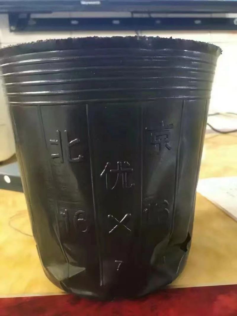 黑色塑料营养袋，育苗杯，一次性育苗盆，营养钵