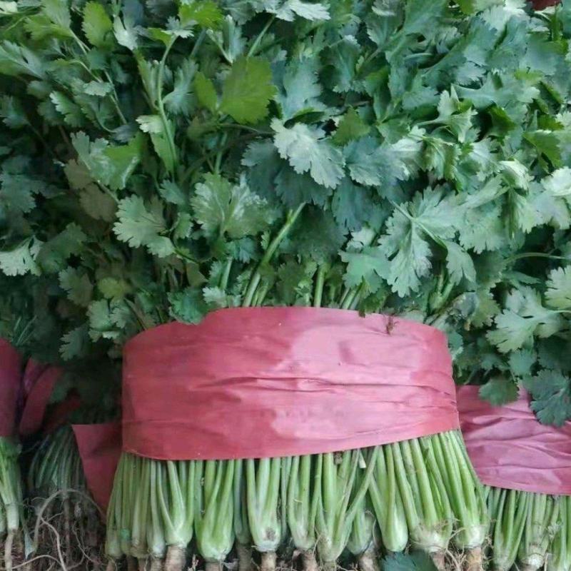 《精品》大叶香菜20~30厘米，产地发货，质量保证