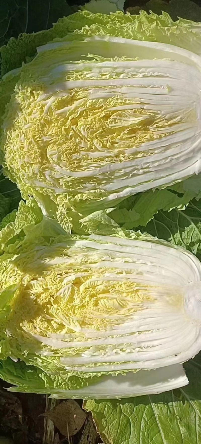 黄心大白菜、玲珑黄白菜上市了、欲速从购。。