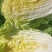 黄心大白菜、玲珑黄白菜上市了、欲速从购。。
