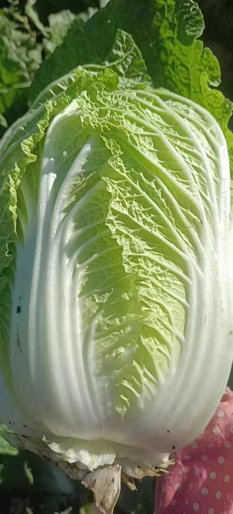 黄心大白菜、玲珑黄白菜上市了、欲速从购。。