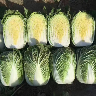 黄心大白菜、玲珑黄白菜上市了、欲速从购。。