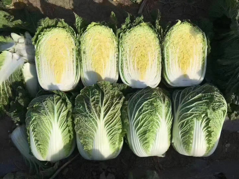 黄心大白菜、玲珑黄白菜上市了、欲速从购。。