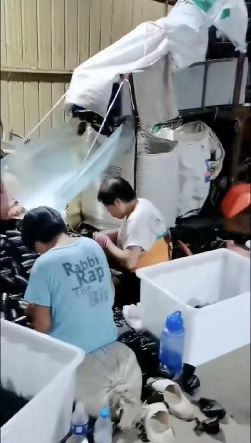 黑色育苗盆，营养袋，一次性营养钵，营养杯，零售批发