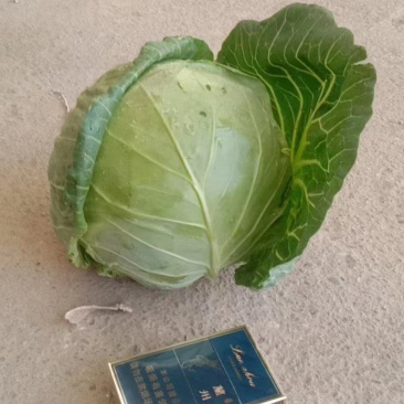 甘肃临洮精品甘蓝，圆包菜，大量上市，货源充足，欢迎来电咨