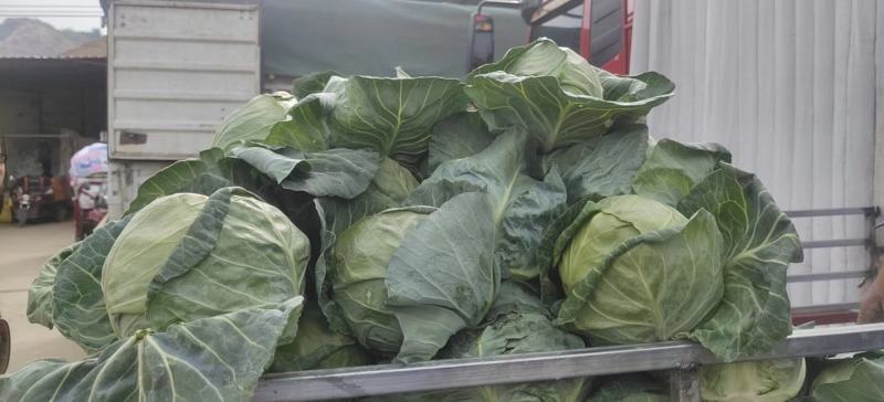 甘肃临洮精品甘蓝，圆包菜，大量上市，货源充足，欢迎来电咨