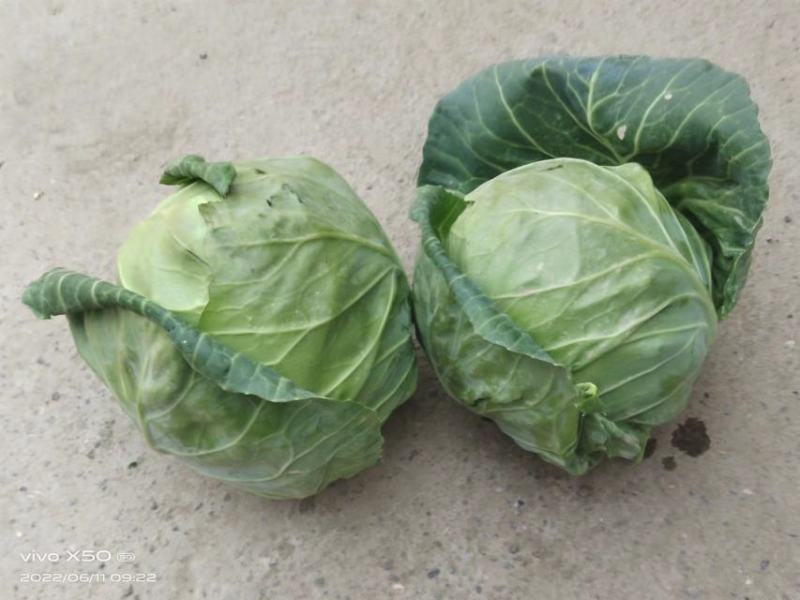 甘肃临洮精品甘蓝，圆包菜，大量上市，货源充足，欢迎来电咨