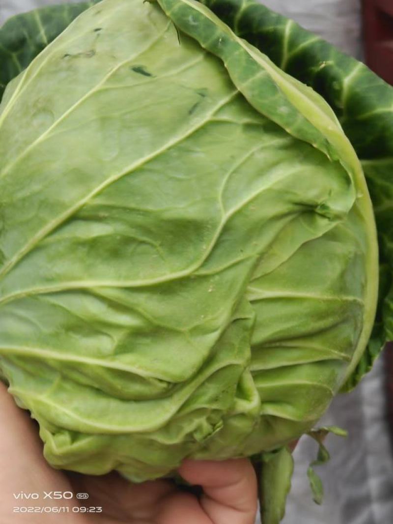 甘肃临洮精品甘蓝，圆包菜，大量上市，货源充足，欢迎来电咨