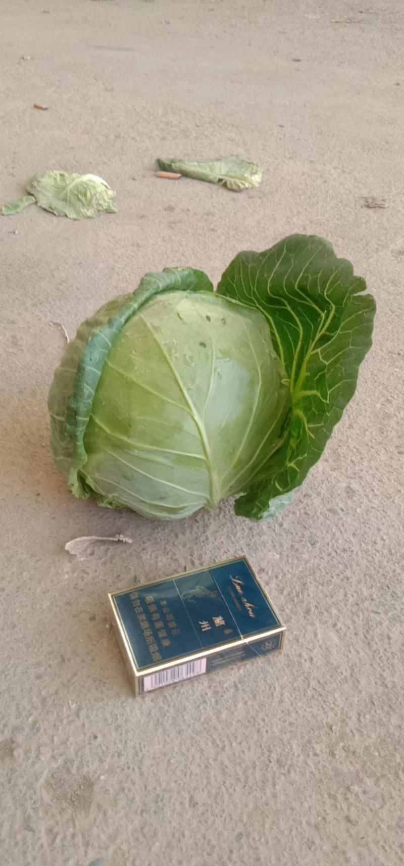 甘肃临洮精品甘蓝，圆包菜，大量上市，货源充足，欢迎来电咨