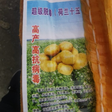 荷兰十五号土豆种子