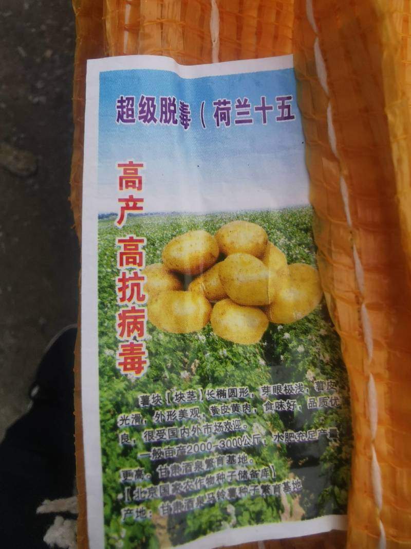 荷兰十五号土豆种子