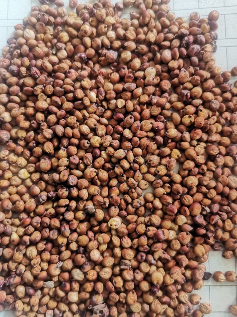 精品小颗粒糯高粱